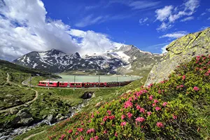 Estate Prints: The red train of Bernina near the shores of White Lake, where the blossoming of