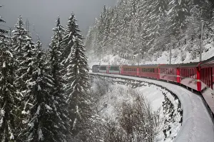 Highest Prints: Red train travelling through the snowy woods of Filisur on the highest railway across