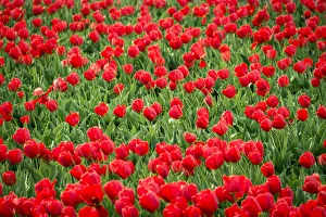Abundance Prints: Red tulips in field in spring, Lisse, South Holland, Netherlands
