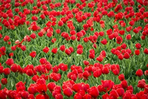 Abundance Gallery: Red tulips in field in spring, Lisse, South Holland, Netherlands