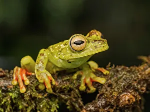 Frogs Of Costa Rica Prints: Red-webbed Tree Frog (Boana rufitela), Boca Tapada, Costa Rica