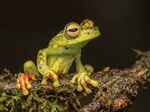 Frogs Of Costa Rica Prints: Red-webbed Tree Frog (Boana rufitela), Boca Tapada, Costa Rica