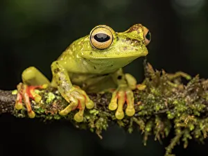 Frogs Of Costa Rica Prints: Red-webbed Tree Frog (Boana rufitela), Boca Tapada, Costa Rica