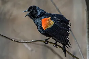Red-winged Blackbird (Agelaius phoeniceus)