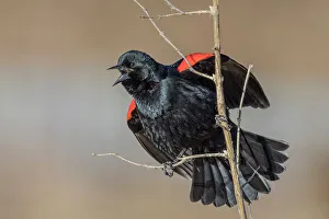 Burlington Prints: Red-winged Blackbird (Agelaius phoeniceus), Ontario, Canada