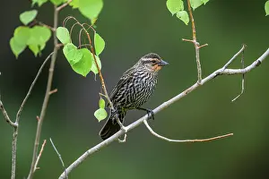 Females Prints: Red-winged blackbird (Agelaius phoeniceus), Greater Sudbury, Ontario, Canada