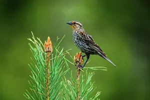 Females Prints: Red-winged blackbird (Agelaius phoeniceus), Greater Sudbury, Ontario, Canada