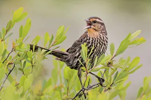 Parry Sound Prints: Red-winged Blackbird (Agelaius phoeniceus) female, Parry Sound, Ontario, Canada