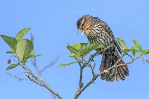 Parry Sound Prints: Red-winged Blackbird (Agelaius phoeniceus) female, Muskoka, Ontario, Canada