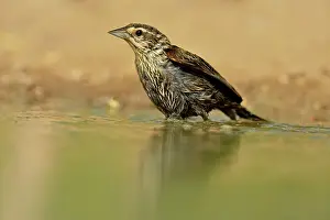 Seasonal Resident Prints: Red-winged blackbird (Agelaius phoeniceus) female bathing, Rio Grande City, Texas, USA