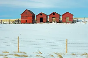 Agribusiness Prints: Red wooden graneries in winter Hussar, Alberta, Canada
