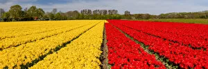 Netherlands Gallery: Red and Yellow Tulip Field, Lisse, Holland, Netherlands