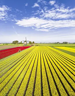 Multicolor Prints: Red and yellow tulips in a multicolor tulips field near the De Kaagmolen windmill