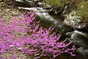 Habitats Prints: Redbud (Cercis canadensis) and Laurel Creek