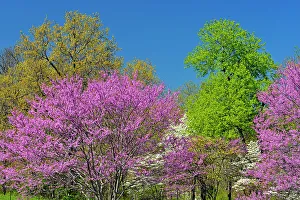 Missouri Prints: Redbud and dogwood in bloom, Ava, Missouri, USA