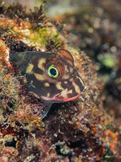 Bahamas Prints: Redlip Blenny (Ophioblennius atlanticus)