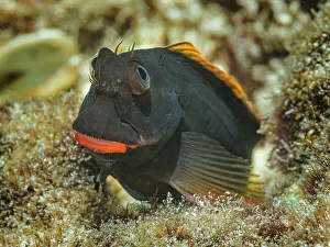 Bahamas Prints: Redlip Blenny (Ophioblennius atlanticus)