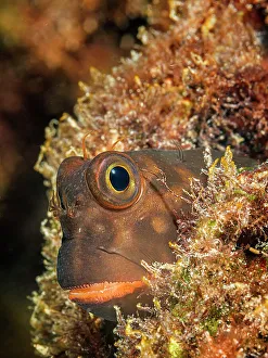 Bahamas Prints: Redlip Blenny (Ophioblennius atlanticus)