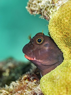 Cayman Prints: Redlip Blenny (Ophioblennius atlanticus)