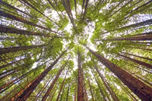 Images Dated 4th November 2019: Redwoods, Rotorua, New Zealand