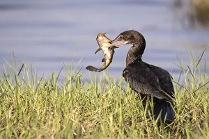 Catch Prints: Reed Cormorant with Catfish catch, Chobe River, Chobe National Park, Botswana
