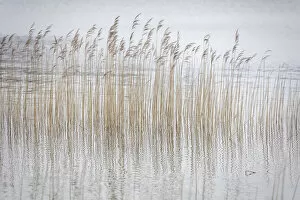 Bayern Collection: Reed grass in the fog at Weissensee near Fuessen, Allgaeu, Bavaria, Germany
