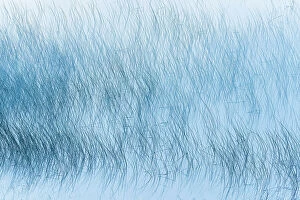 Q2 2023 Collection: Reed pattern on Maskinonge Lake Waterton Lakes National Park, Alberta, Canada