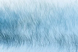 Q2 2023 Collection: Reed pattern on Maskinonge Lake Waterton Lakes National Park, Alberta, Canada
