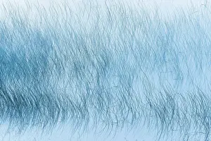 Abstract Prints: Reed pattern on Maskinonge Lake Waterton Lakes National Park, Alberta, Canada