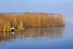 Upper Swabia Prints: Reedland with mute swan - Germany, Baden-Wurttemberg, Tubingen, Biberach