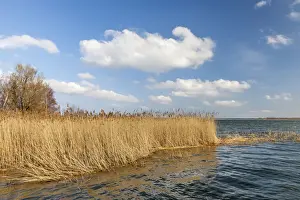 Watercourse Prints: Reeds at the Bodden sea in Born am Darss, Mecklenburg-Western Pomerania, Northern Germany