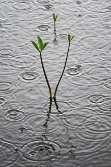 Rain Prints: Reeds in the lake, Revelstoke, British Columbia, Canada