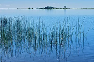Reeds on Lake of the Woods North of Rainny River, Ontario, Canada