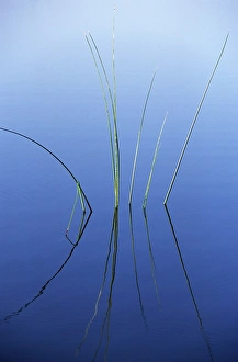 Halkidiki Prints: Reeds reflected in water