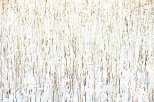 Premium Selects 2024 Prints: Reeds and reflections, Loch Cill Chriosd, Isle of Skye, Inner Hebrides, Scotland