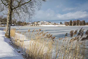 Reeds Prints: Reeds on the shore of the frozen Lake Bayersoien, Bad Bayersoien, Upper Bavaria, Bavaria