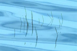 Surface Prints: Reeds and surface pattern on Horseshoe Lake, Muskoka, Ontario, Canada