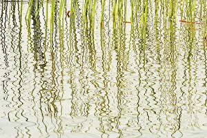Reeds Prints: Reeds in Wekusko Lake Wekusko Falls Provincial Park, Manitoba, Canada