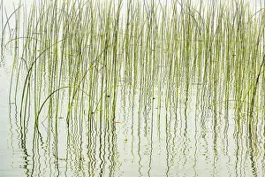 Taiga Prints: Reeds in Wekusko Lake Wekusko Falls Provincial Park Manitoba, Canada