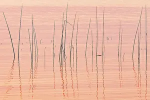 Reeds. Wekusko Lake Wekusko Falls Provincial Park Manitoba, Canada