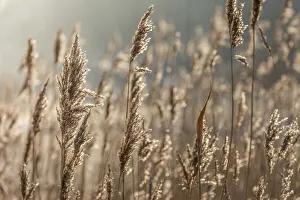 Schleswig Holstein Prints: Reet grass on the Wadden Coast near Keitum, Sylt, Schleswig-Holstein, Germany