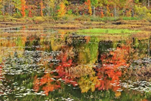 Fall Colors Prints: Reflection of autumn colored trees in pond Minden, Ontario, Canada