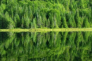 Tree Trees Prints: Reflection of mixedwood forrest in Lac Modene. La Mauricie National Park, Quebec, Canada