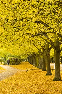 Images Dated 12th November 2021: Regents Park in Autumn, London, England, UK