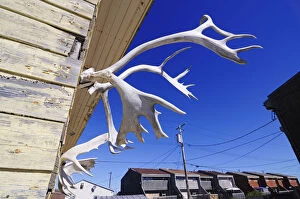 Images Dated 13th May 2014: Reindeer antlers, Churchill, Hudson Bay, Manitoba, Canada
