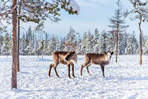 Side View Prints: Two reindeer in the arctic forest, Norrbotten, Lapland, Sweden, Scandinavia