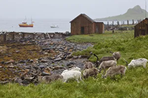 Nautical Theme Prints: Reindeer in coastal landscape, Nordkapp, Finnmark, Norway