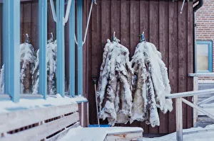 Reindeer Prints: reindeer hide leather on a hut in Arctic Circle, Abisko, Swedish Lapland, Sweden