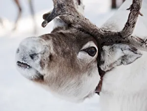 Images Dated 10th August 2011: Reindeer, Lapland, Finland