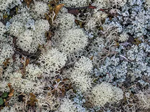 Lichen Prints: Reindeer Lichens on the tundra in Nunavik, Quebec, Canada